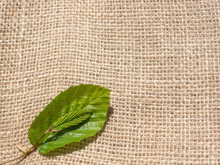 Green leaves placed on linen canvasの写真素材