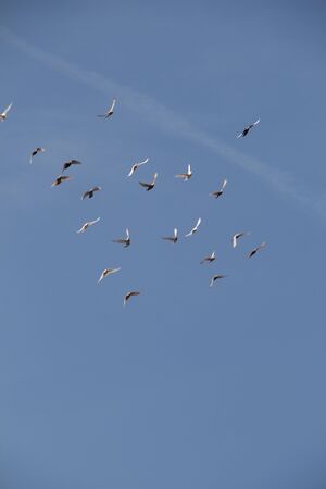 Flock of birds fly in a blue skyの写真素材
