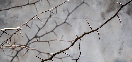 Wall with a part of a tree as a backgroundの写真素材