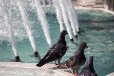 City pigeons by the side of water at a fountainの写真素材