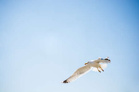 Single seagull flying in a cloudy sky as a backgroundの写真素材