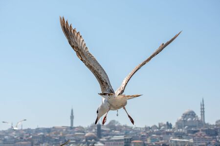 Seagull flying in a sky with a mosque at the backgroundの写真素材