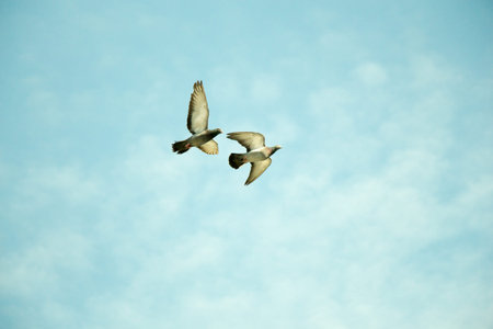 Twin pigeons in the air with wings wide open