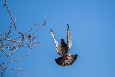 Single pigeon in the air with wings wide openの写真素材