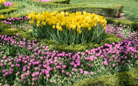Colorful tulip flowers bloom in the gardenの写真素材