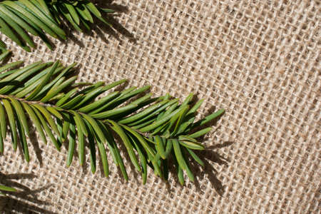 Green leaves placed on linen canvasの写真素材