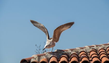 Single seagull is sitting on the roofの写真素材