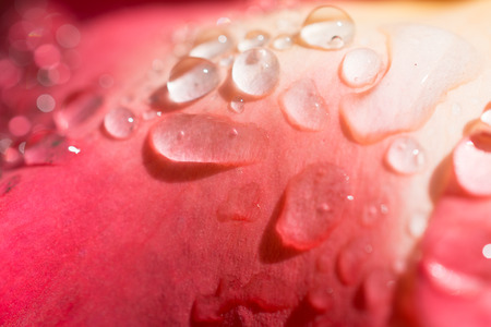 Beautiful colorful Rose with water drops on itの写真素材