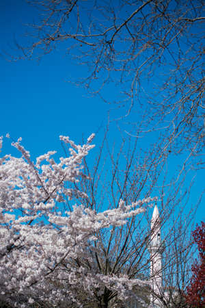 Minaret of an Ottoman style  mosque Mosques in viewの写真素材
