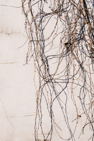 Wall with a part of a tree as a backgroundの写真素材