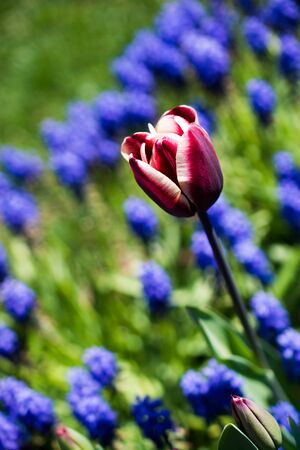 Tulip Flowers Blooming in Spring Seasonの写真素材