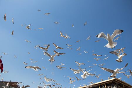 Flock of seagulls skying  in the skyの写真素材