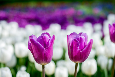 Tulip Flowers Blooming in Spring Seasonの写真素材