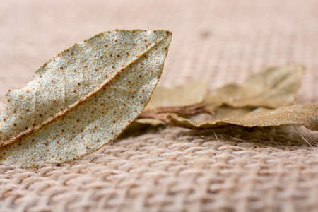 Dry green leaves on linen canvasの写真素材