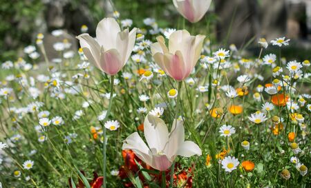 Colorful blooming wild spring flowersの写真素材