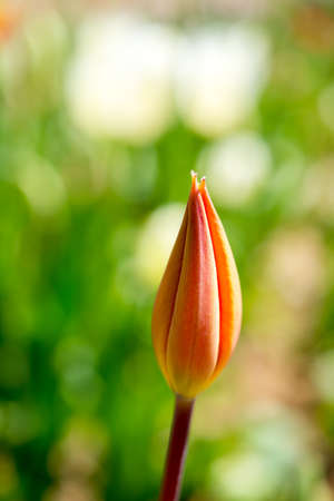 Single  Tulip Flower Blooming in Spring Seasonの写真素材