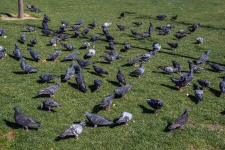 Pigeons on a green lawn in a city parkの写真素材