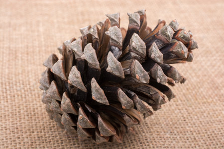 Pine cone on a linen canvas background