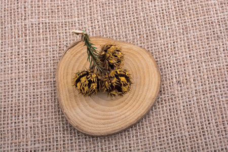 Pine cone on  a piece of cut wood on canvas background