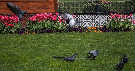 Pigeons on a green lawn in a city parkの写真素材