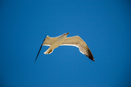 Single seagull flying in a blue sky as a background