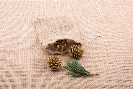 Pine cones out of sack on a canvas background