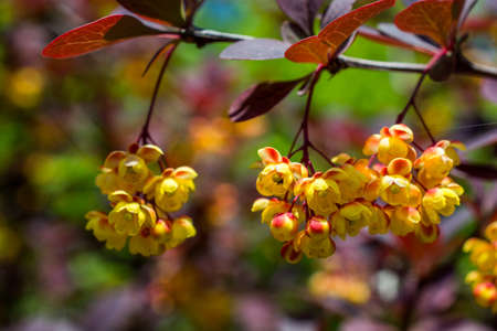 Colorful blooming wild spring flowersの写真素材
