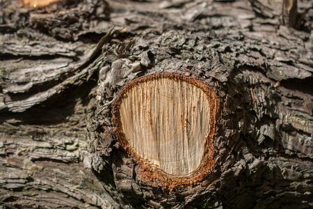 Cut tree stump in view outdoorsの写真素材