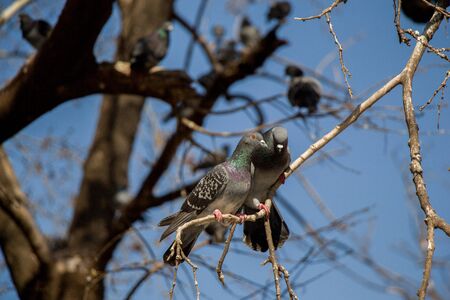 Pigeons are sitting on the tree branchの写真素材
