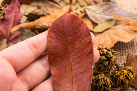 Dry green leaf is held in handの写真素材