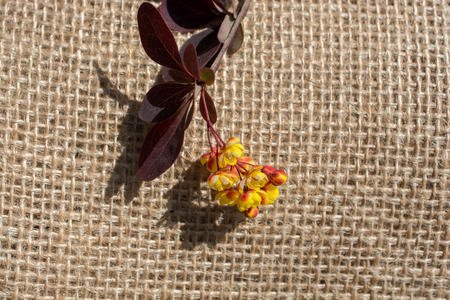 Colorful wild spring flowers in on a canvasの写真素材