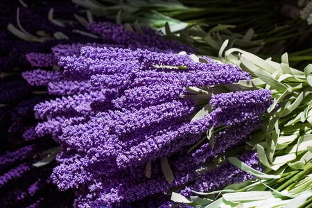 Colorful fake artificial flowers  in viewの写真素材