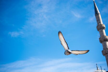 Pigeon flying in air by the side of a minaretの写真素材