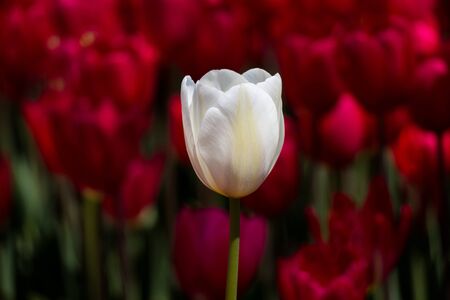 Single  Tulip Flower Blooming in Spring Seasonの写真素材