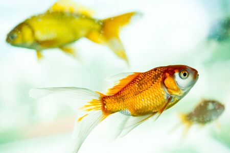 Colorful fish swimming in an aquariumの写真素材