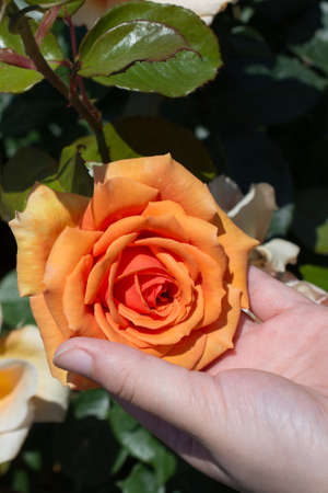 Beautiful fresh rose in handの写真素材