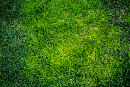 Green grass for use as nature background