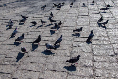 Pigeons on a stone pavementの写真素材
