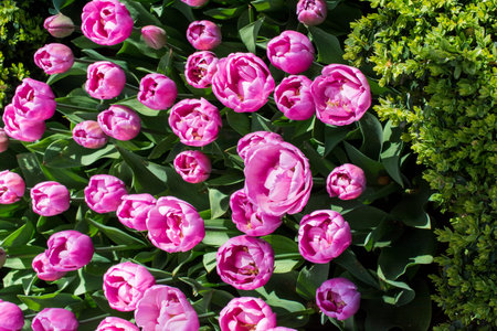 Pink color tulip flowers bloom  in the gardenの写真素材