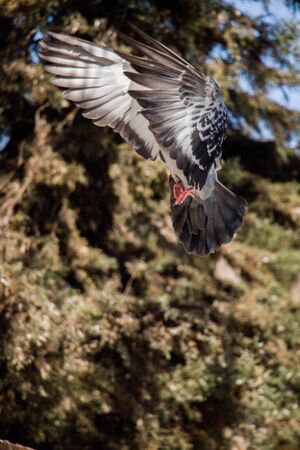 Single pigeon in the air with wings wide openの写真素材