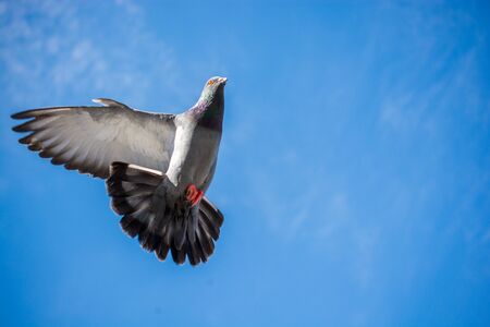 Single pigeon in the air with wings wide openの写真素材