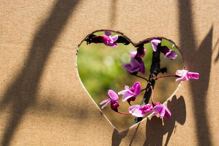 Flowers seen through heart shape cut out of cardboardの写真素材