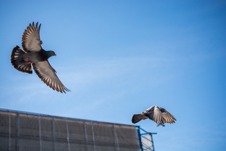 Twin pigeons in the air with wings wide openの写真素材