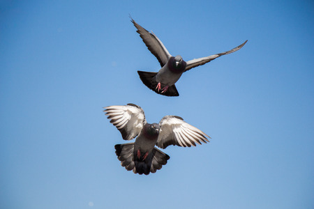 Twin pigeons in the air with wings wide openの写真素材