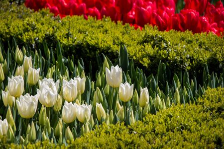 White color tulip flowers bloom in the gardenの写真素材