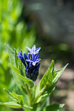 Colorful blooming wild spring flowersの写真素材