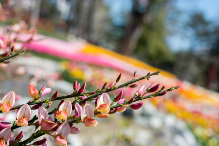 Colorful flowers bloom in the spring in treesの写真素材