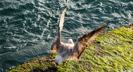 Single seagull is found on the shore of the seaの写真素材