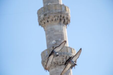 Twin pigeons in air by the side of a minaretの写真素材