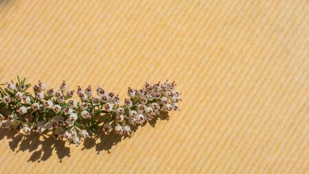 Colorful wild spring flowers in onbrown backgroundの写真素材